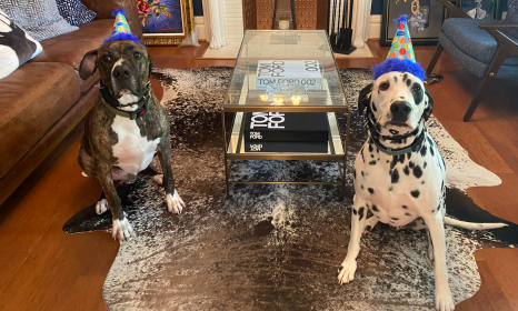 Derrick Shy's two dogs in birthday hats